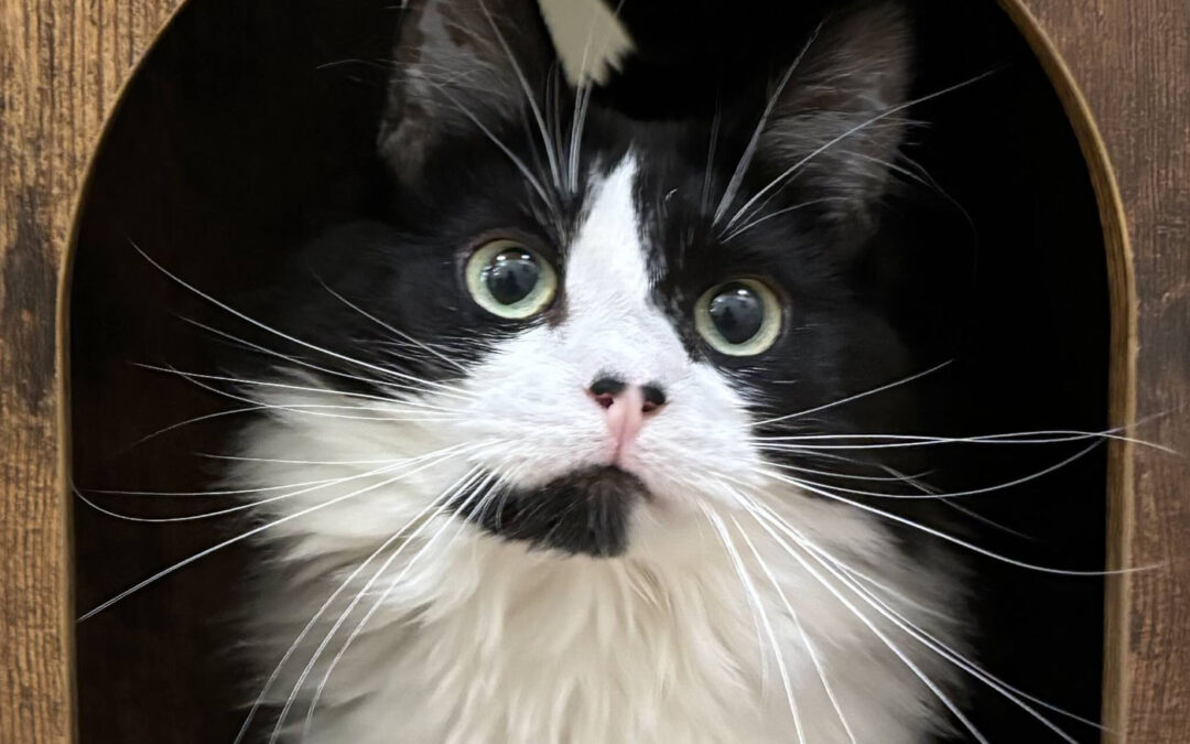 Abby is adopted!