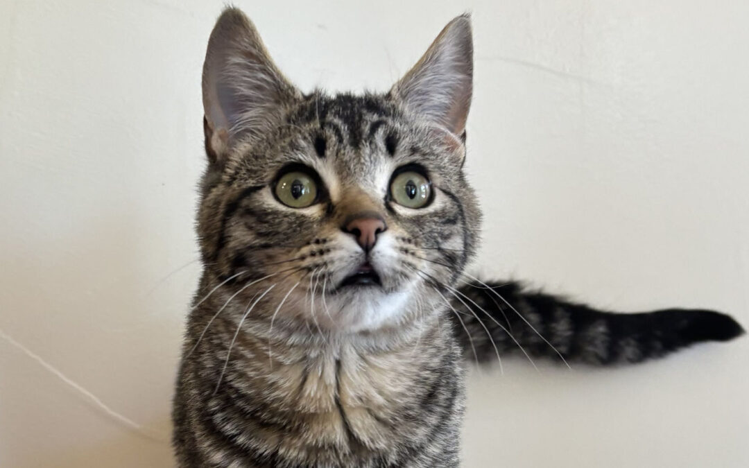 Billy is adopted!