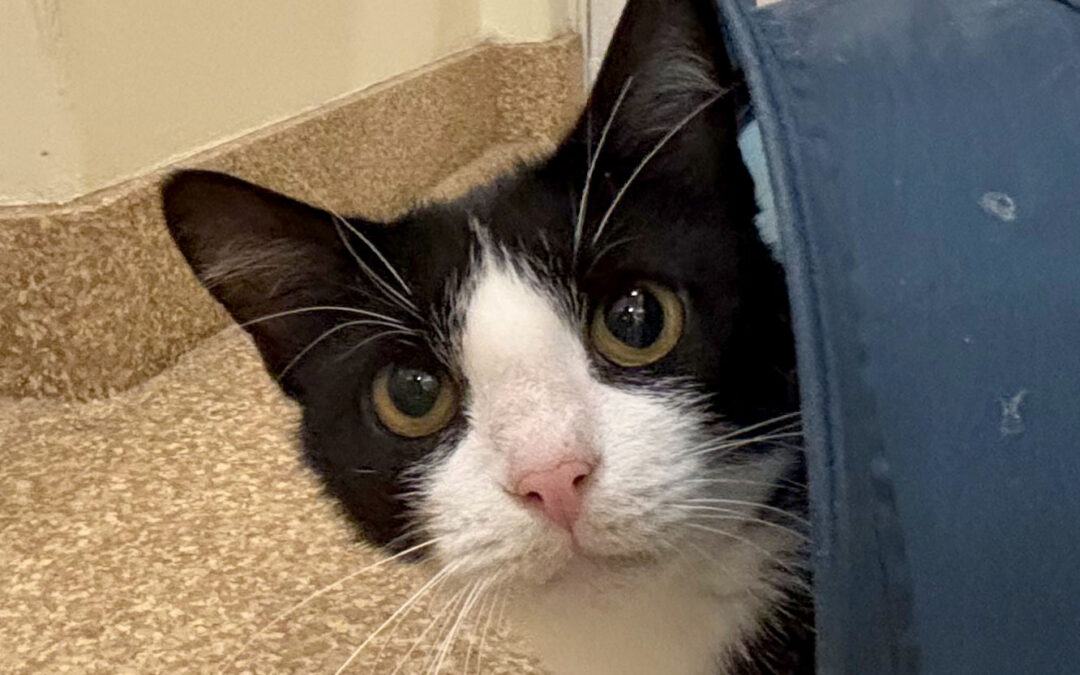 Binxy is adopted!