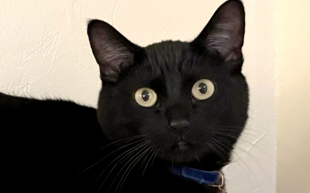 Coalter is adopted!