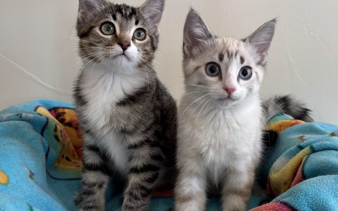 Cirrus & Rascal are adopted!