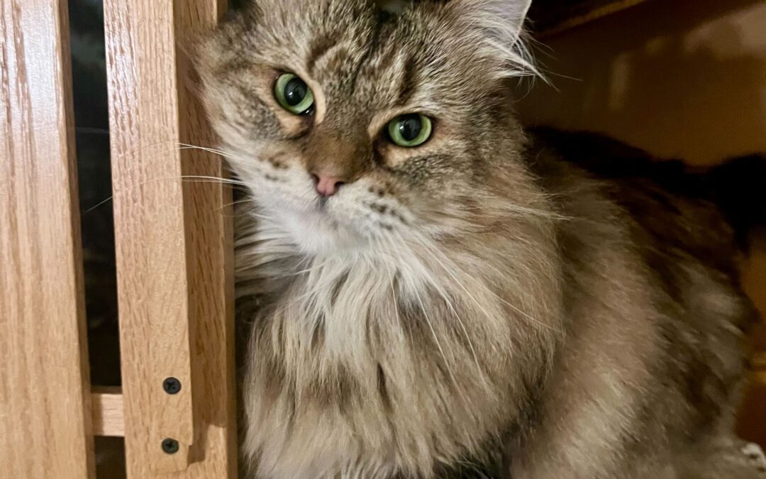 Luna