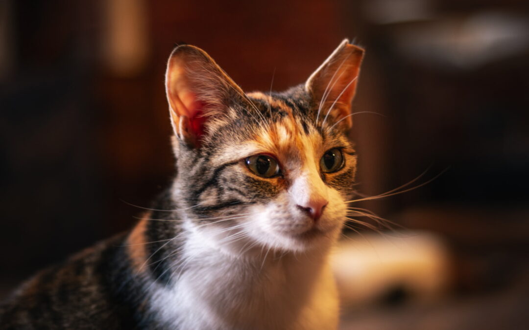 Sally (Foster Care)