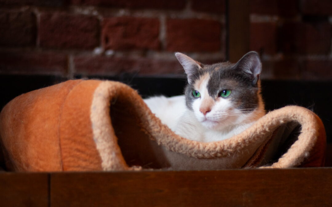 Millie (Foster Care)