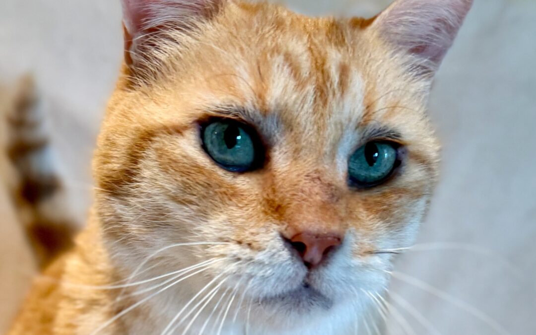 Moe is adopted!