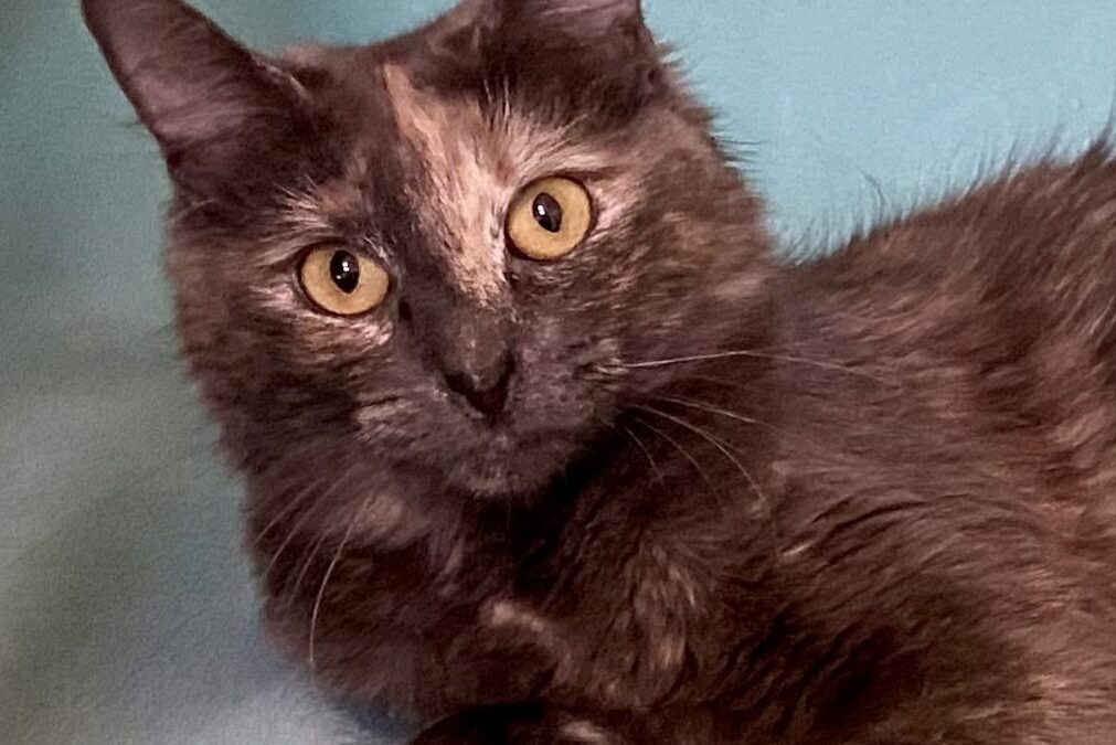Charlotte is adopted!