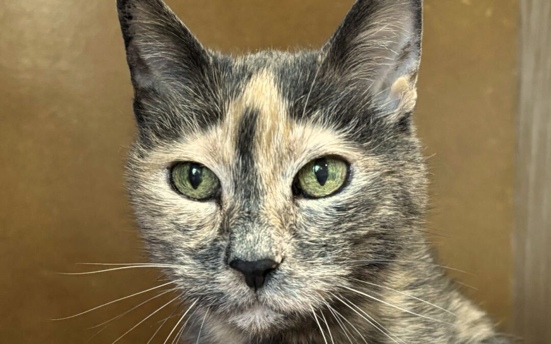 Jessie