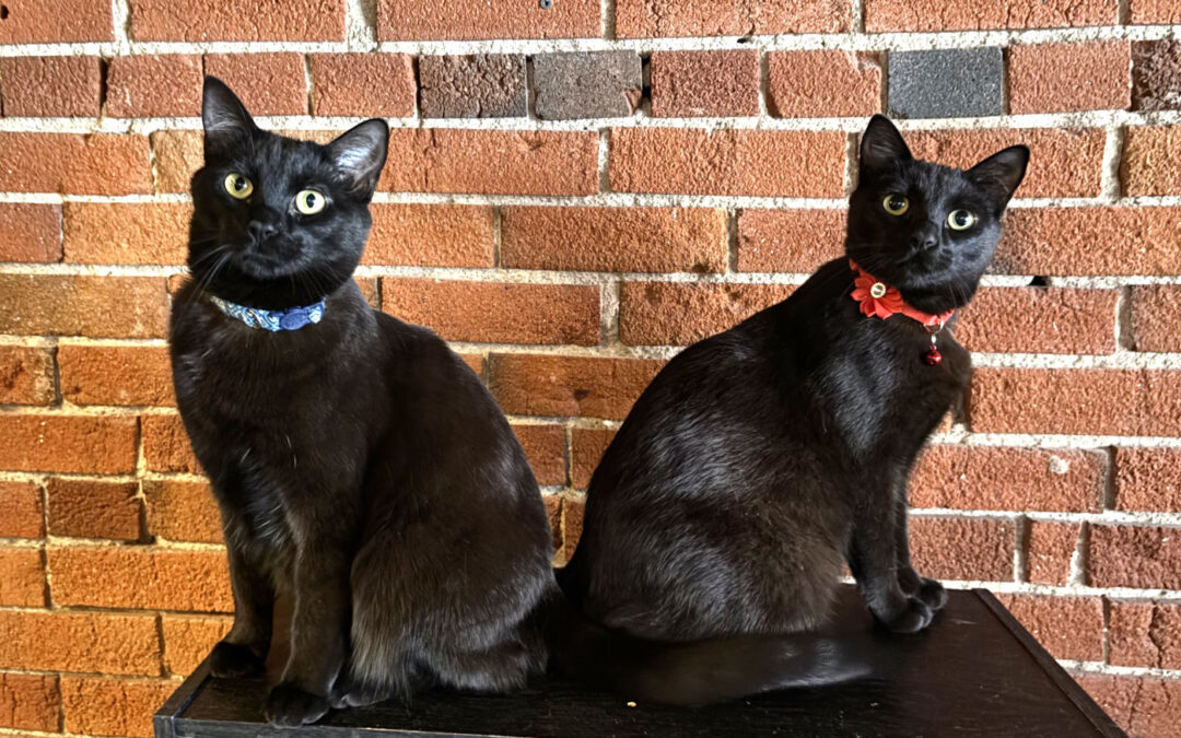 Jitterbug & Thriller (Foster Care) are adopted!