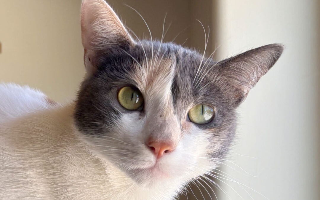 Millie is adopted!