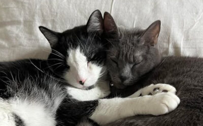 Still in love with Mister Cat & Koda