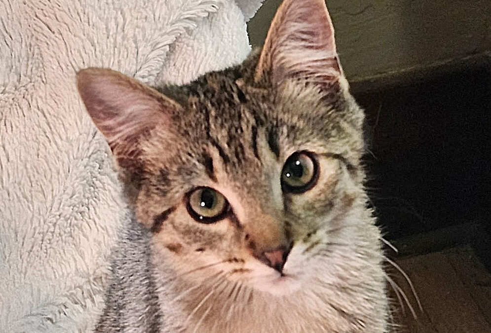 Pepperoni (foster care)