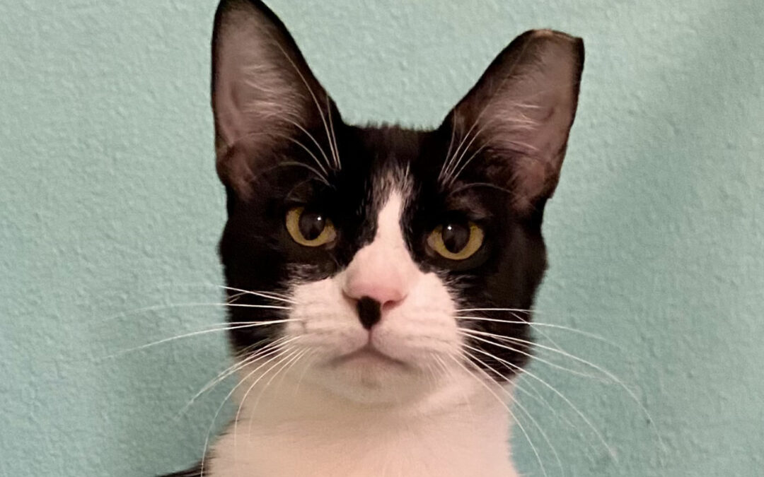 Pixie is adopted!