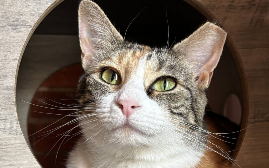 Sally (Foster Care) is adopted!