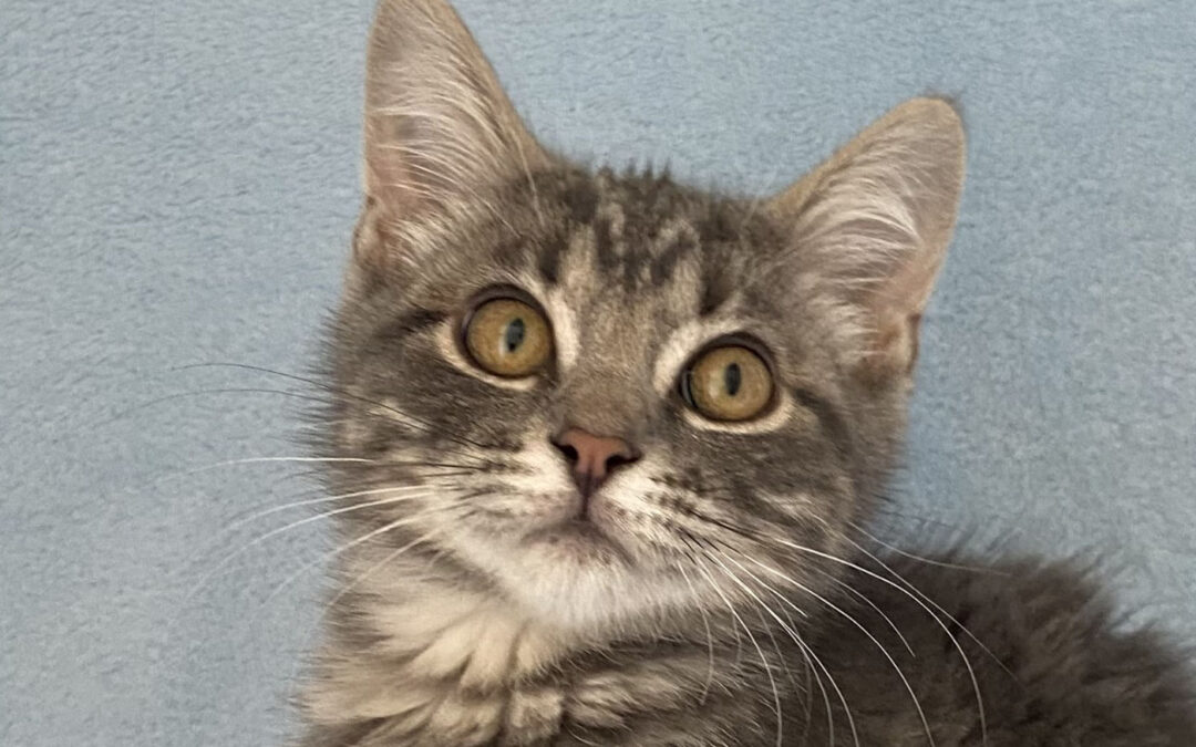 Slate  is adopted!