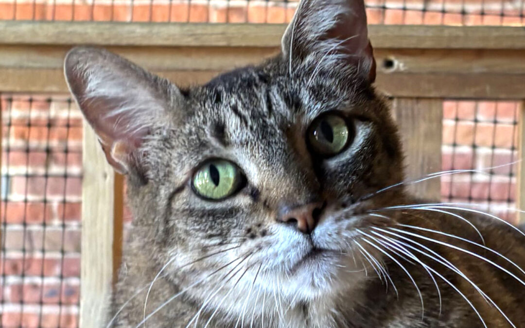 Sweetness is adopted!
