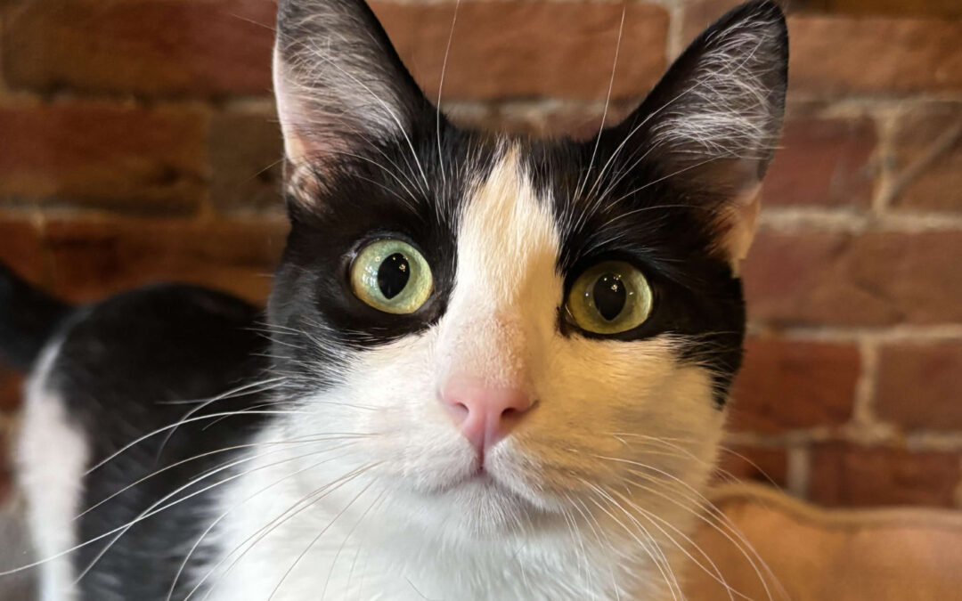 Wren (foster care) Is adopted!