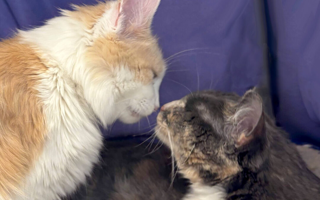 Opal & Angel  are adopted!