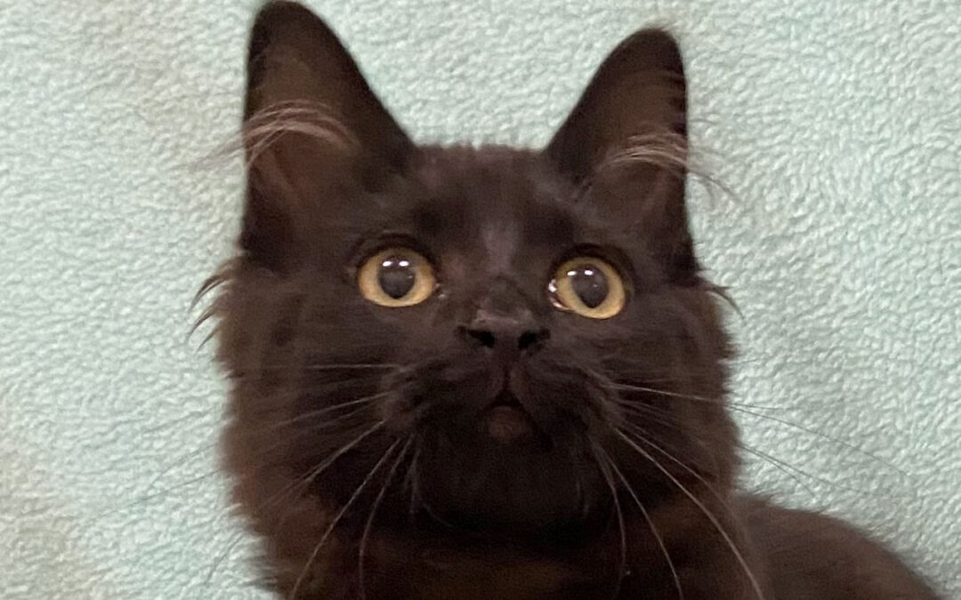 Dax  is adopted!
