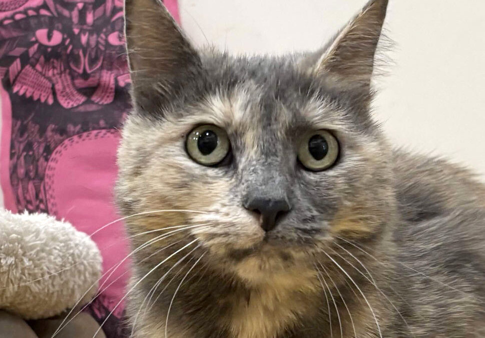 Dita is adopted!