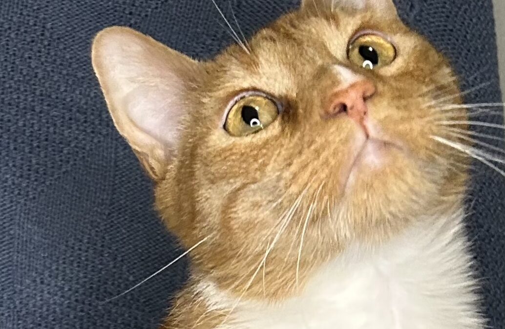 Cinnamon (Foster Care)
