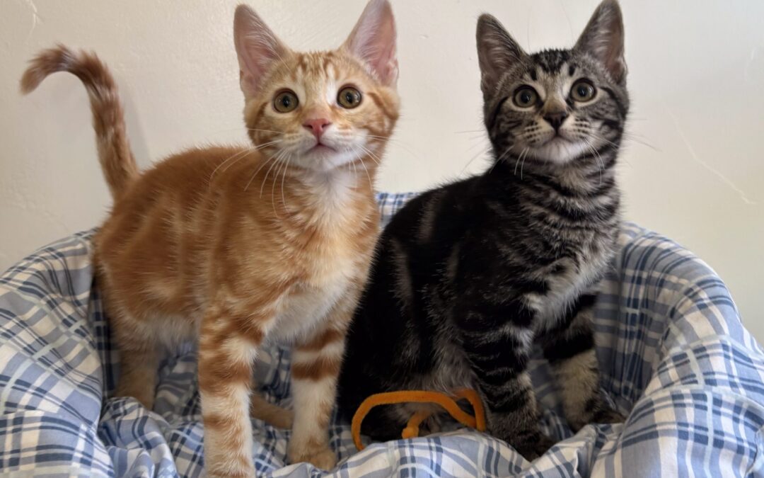 Julius & Slate are adopted!