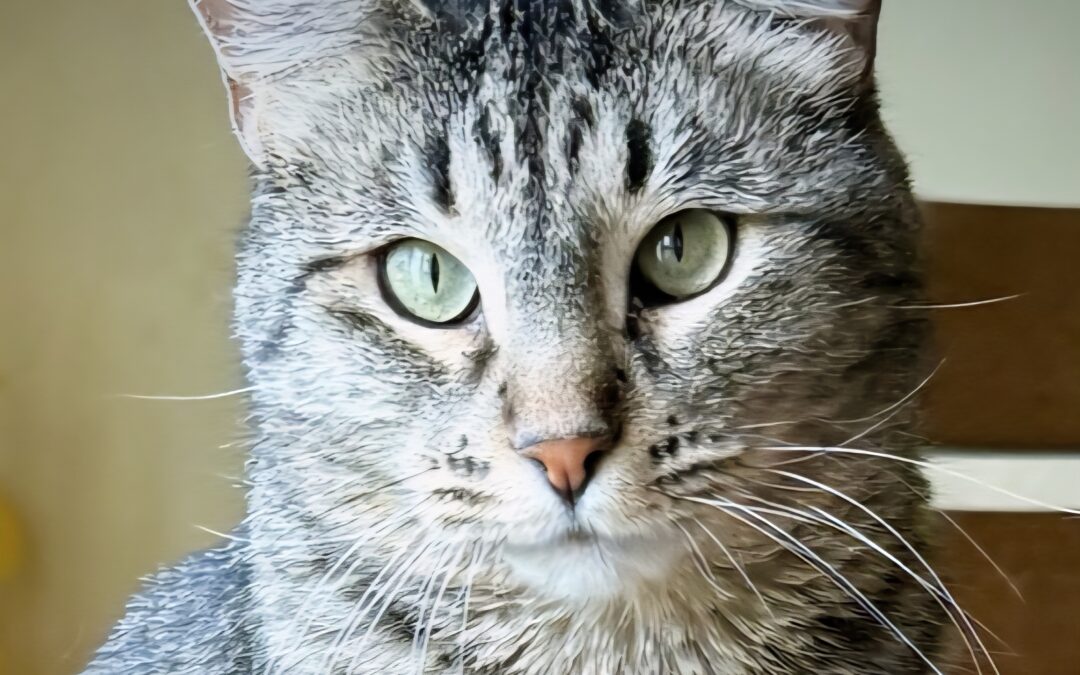 Greta  is adopted!