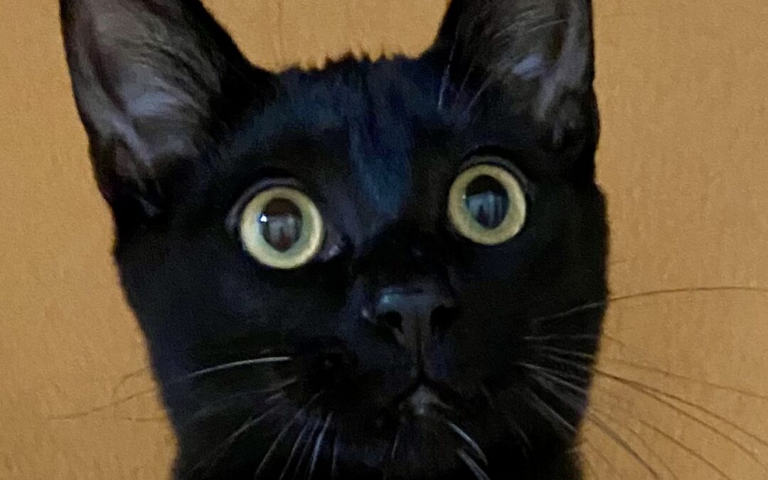 Bagheera (Foster Care)