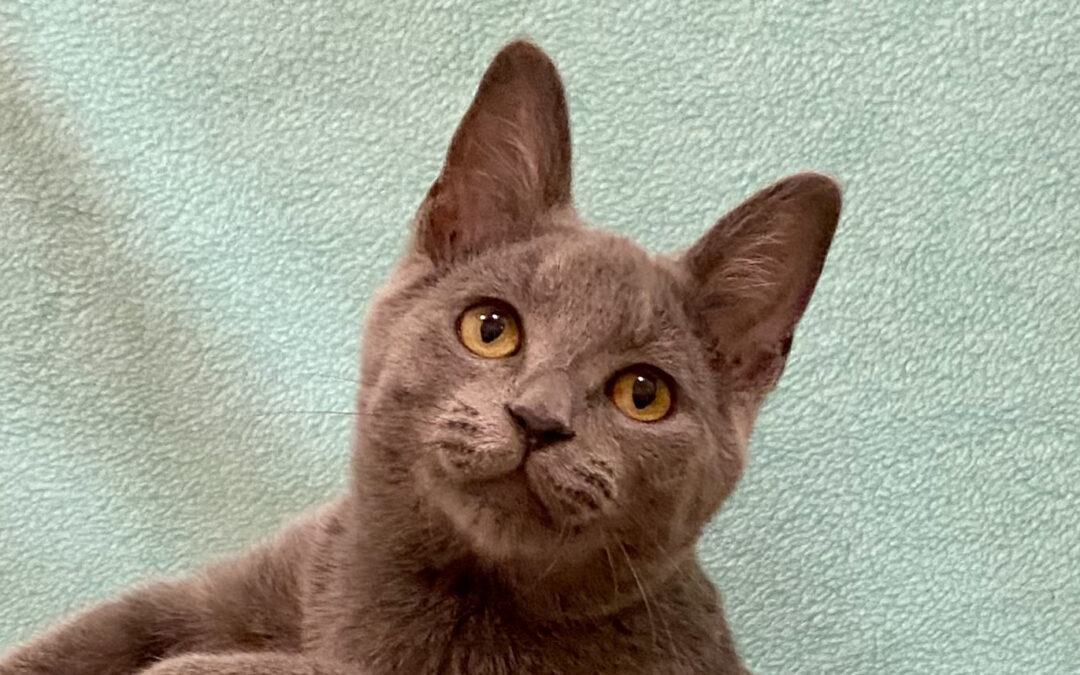 Jay is adopted!