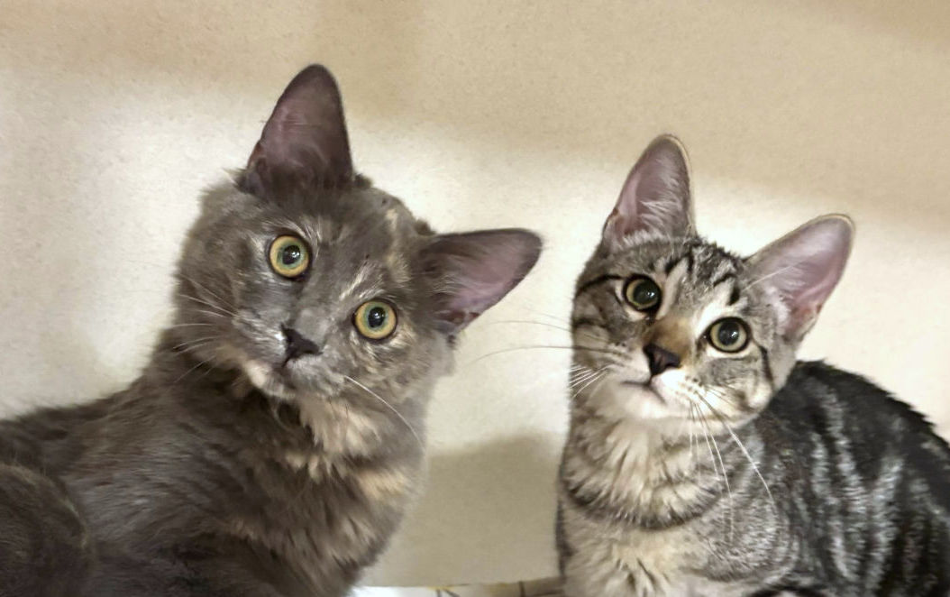 Jenny & Sparky are adopted!
