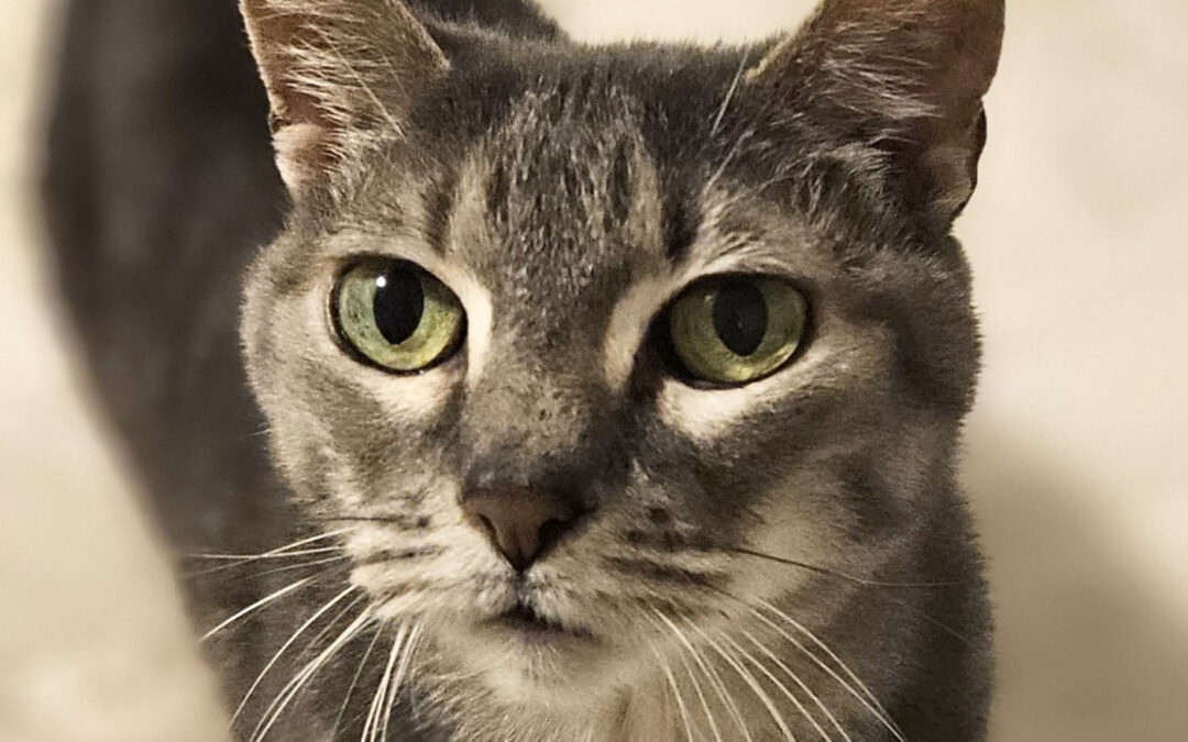 Jenny (foster care)