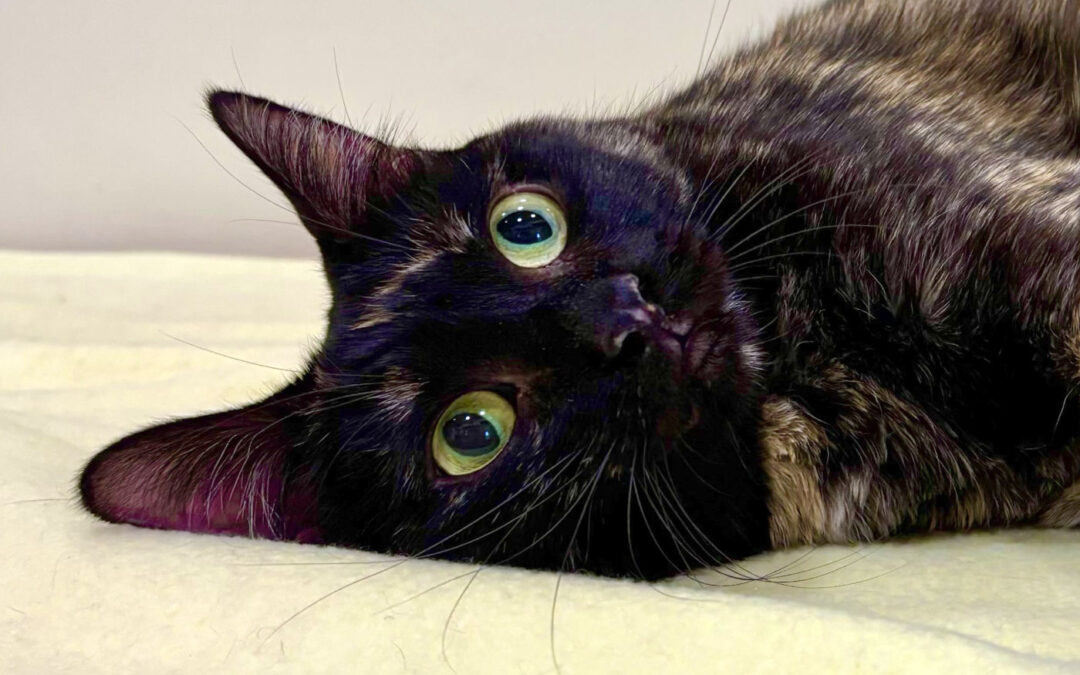 Kimber is adopted!