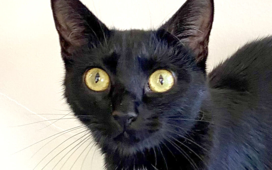 Margot is adopted!