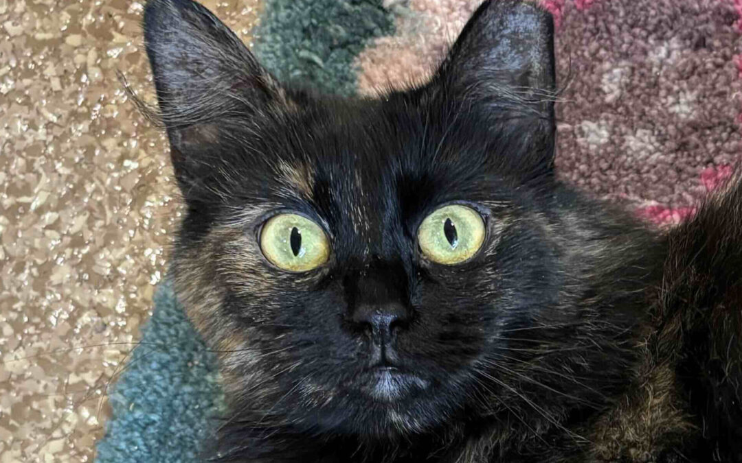 Mimi is adopted!