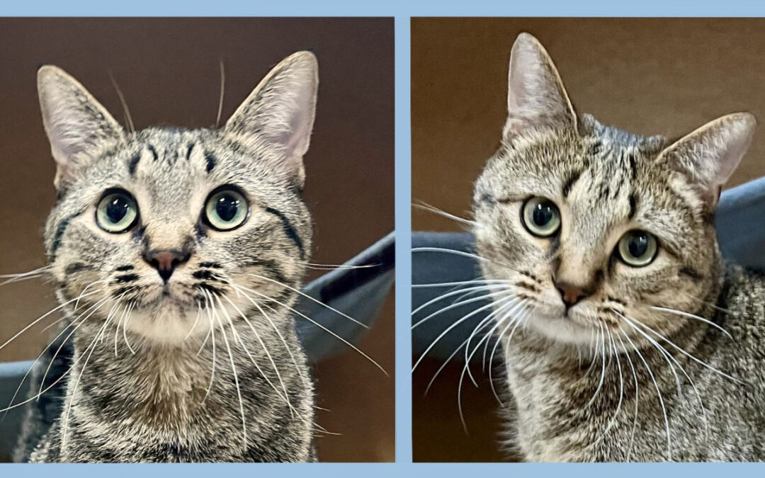 Keith & Peppy are adopted!