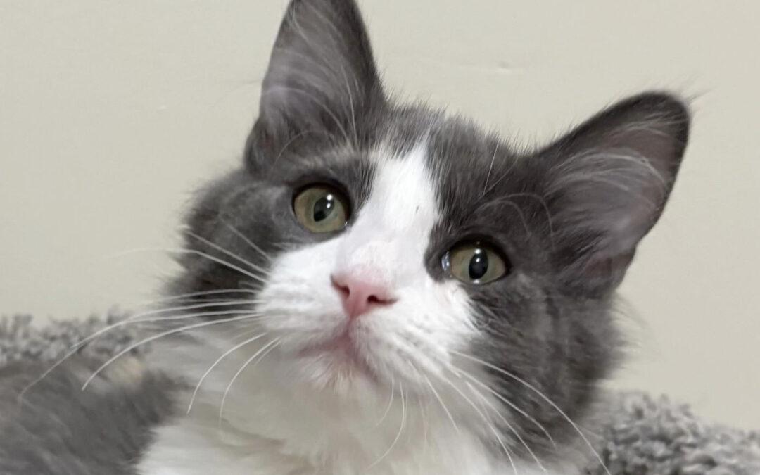 Rockette is adopted!