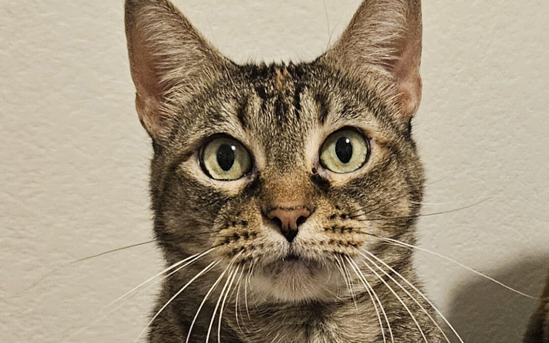 Trixie (foster care)