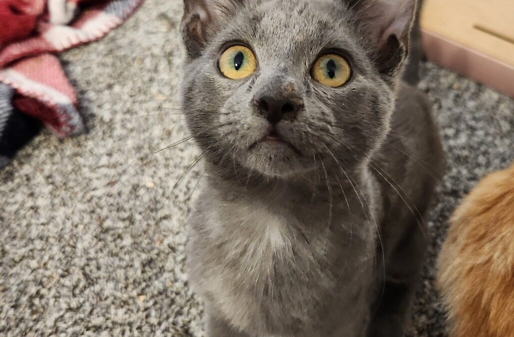 Kaleb  is adopted!