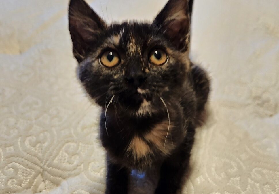 Ivy