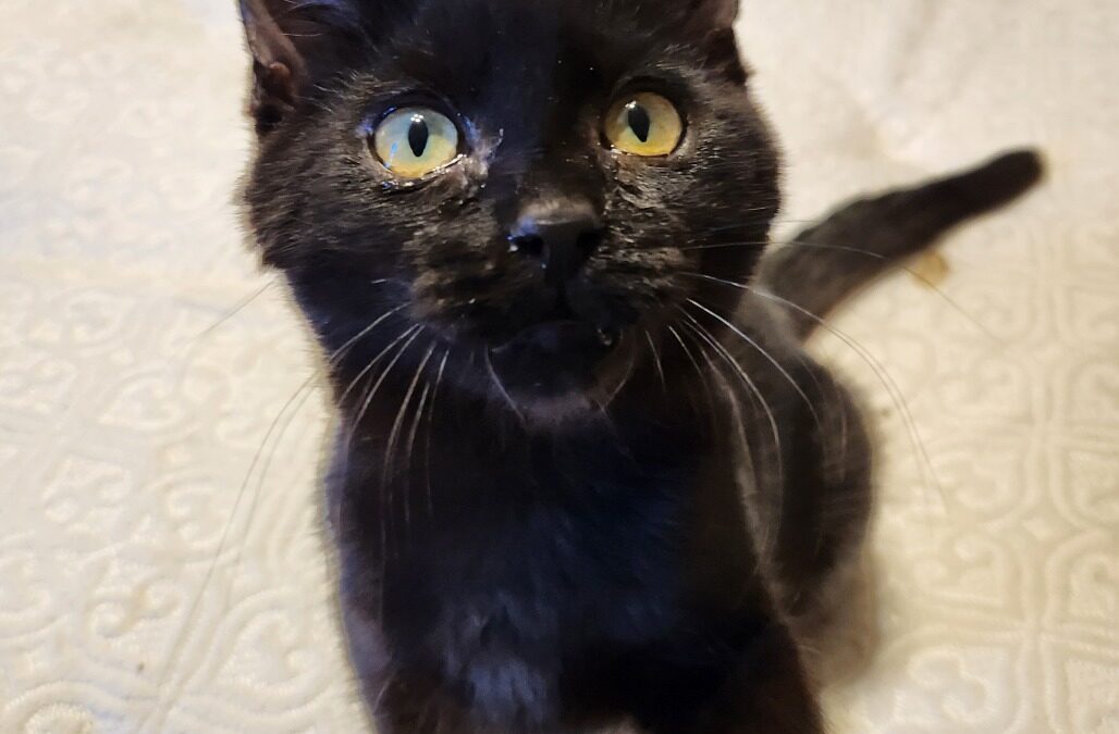 Thackery Is adopted!