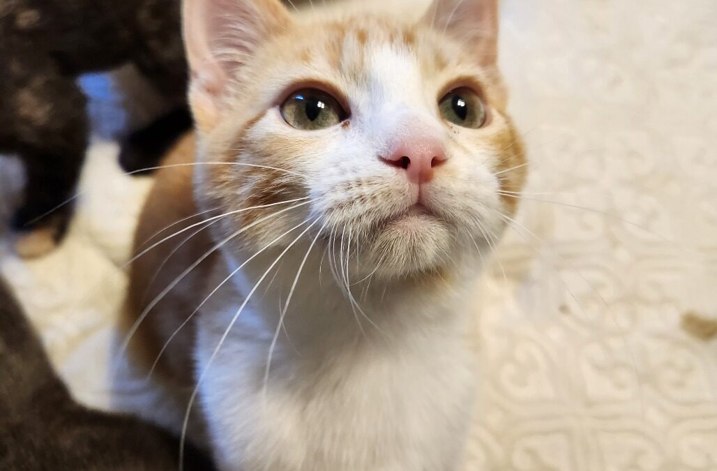 Esme Is adopted!