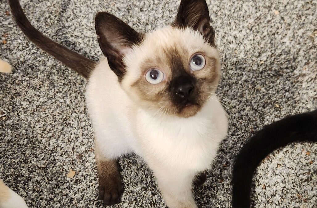 Calypso Is adopted!