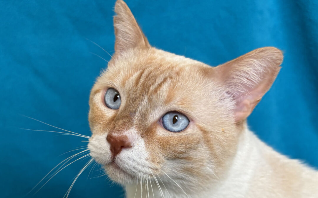 The eyes have it: what do cats actually see?