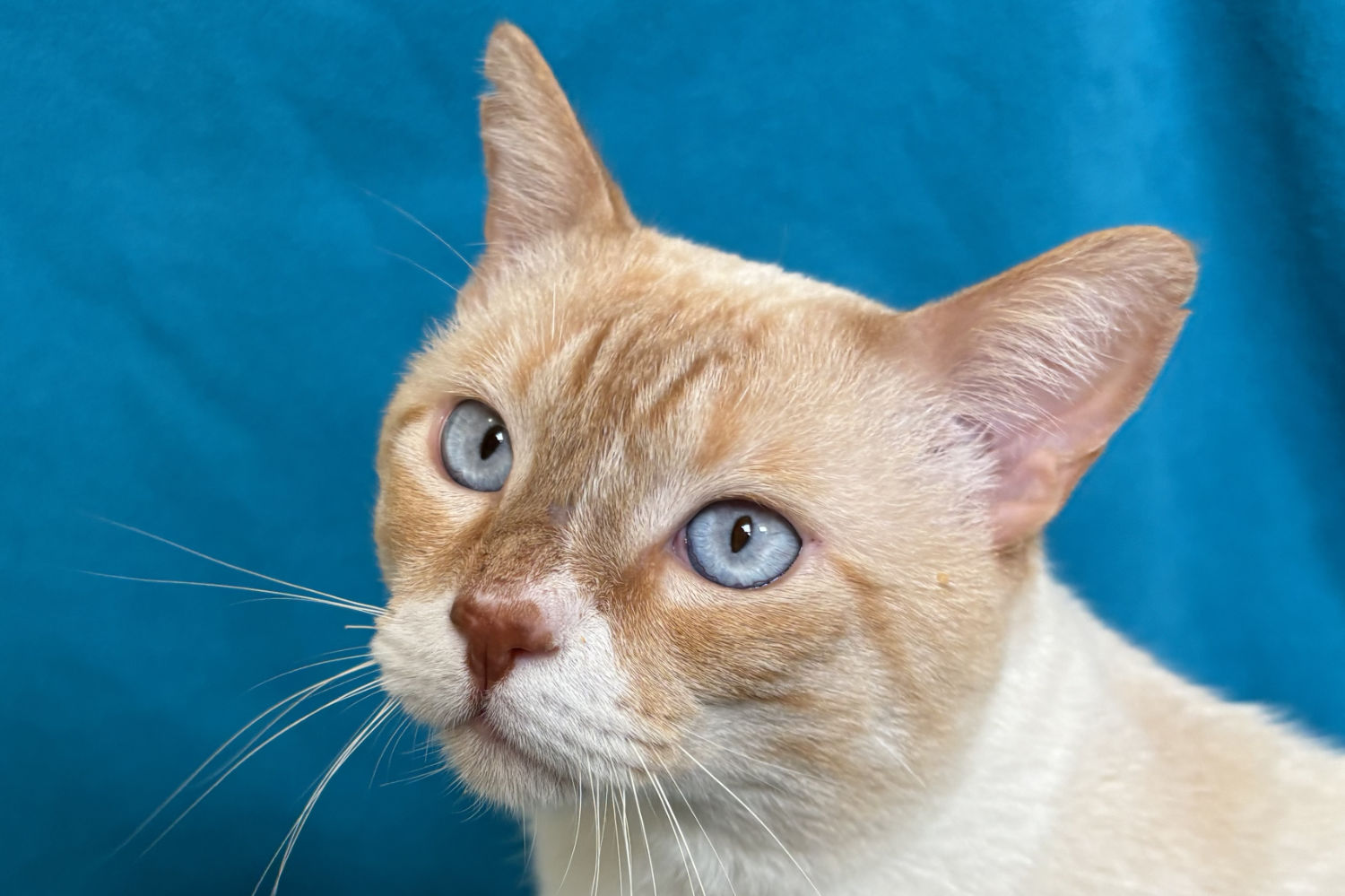 CasperFaceBlueFeature6x4sm