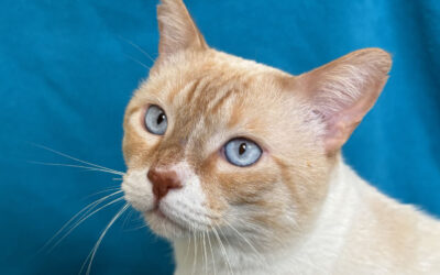 The eyes have it: what do cats actually see?
