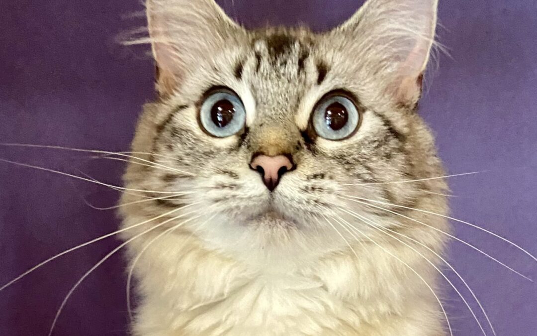 Aspen Is adopted!