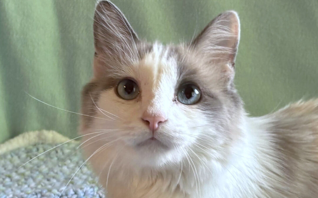 Lady Is adopted!
