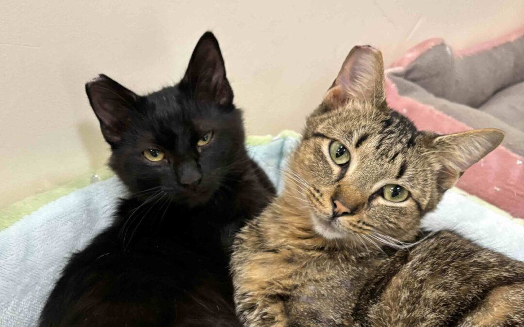 Cat Stevens & Moonshadow are adopted!