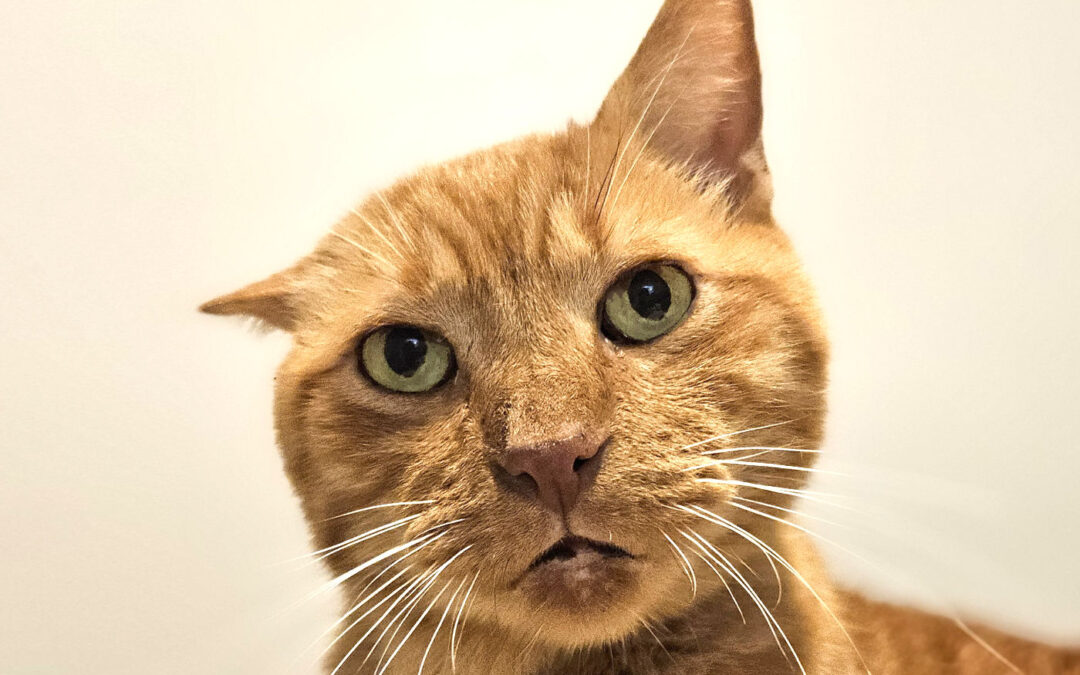 Peanut is adopted!