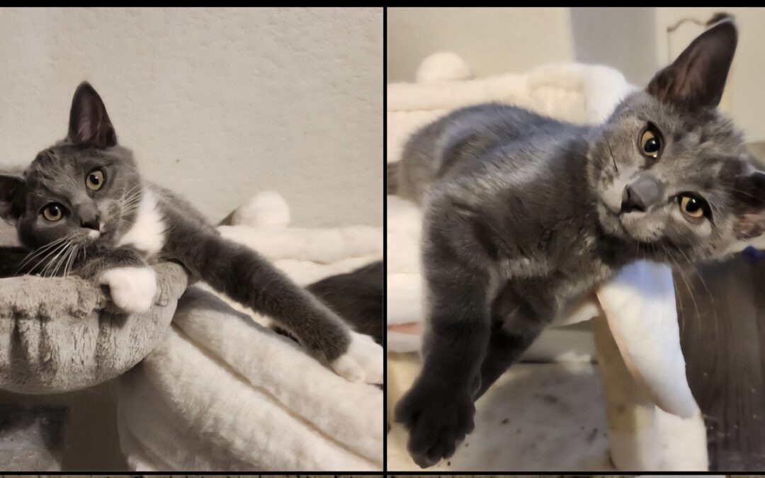 Kaiden & Callie are adopted!