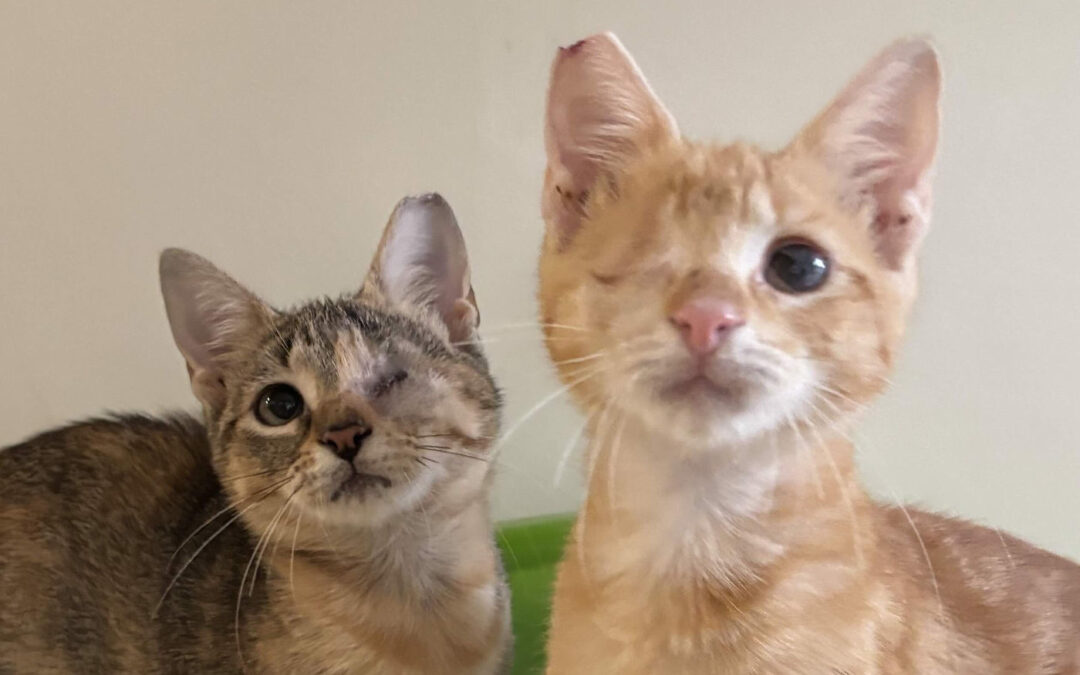 Teaser & Firecat Are adopted!
